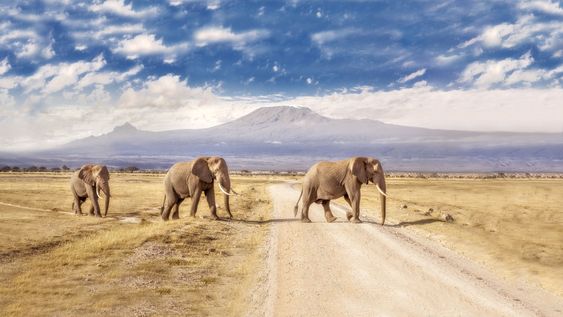 Amboseli Elephants