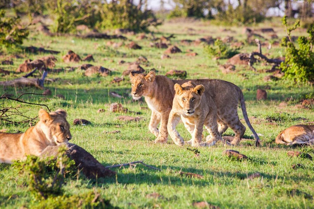 Masai Mara Safari