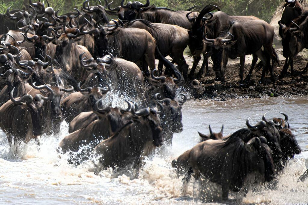 Serengeti Migration